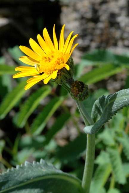 Senecio doronicum